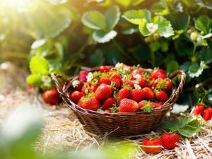 Lire la suite à propos de l’article Utilisations des fraises fraîches – Que faire avec les fraises du jardin