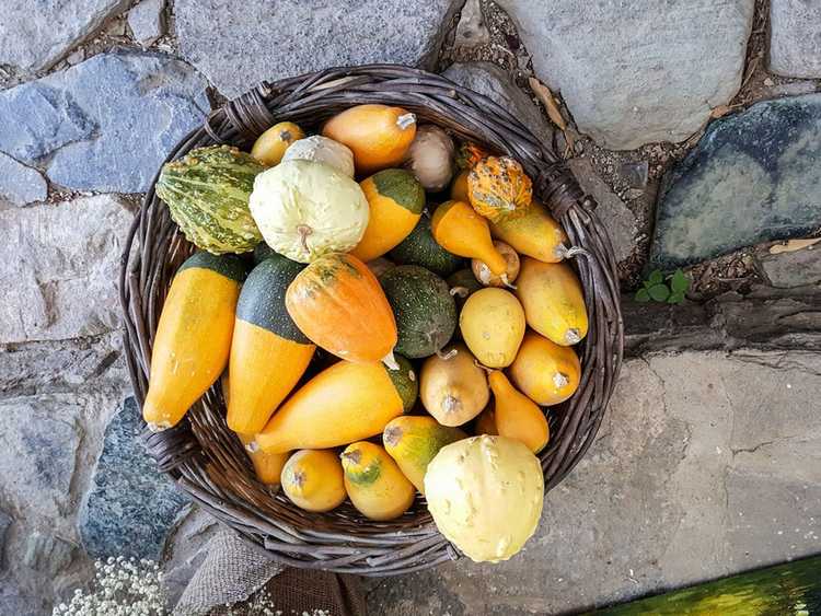 You are currently viewing Les courges sont-elles comestibles : découvrez comment manger des courges décoratives