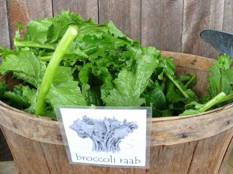 You are currently viewing Récolte du brocoli Rabe : comment et quand couper les plants de brocoli Raab