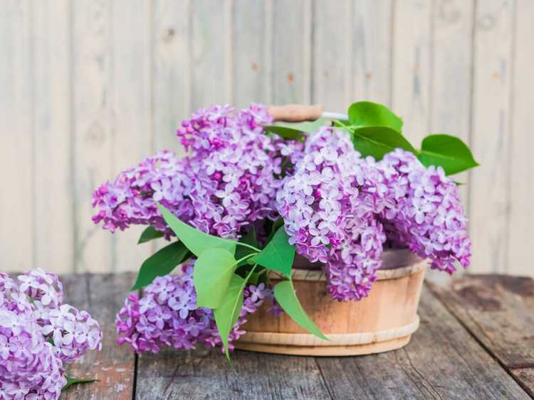 You are currently viewing Qu'est-ce que le jour du panier de mai – Cultiver des fleurs pour le jour du panier de mai