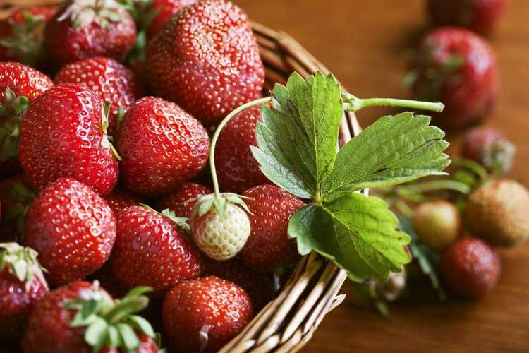 Lire la suite à propos de l’article Informations sur les fraises de jour neutre : Quand poussent les fraises de jour neutre