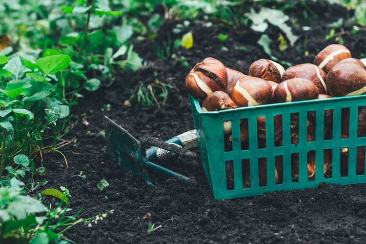 Lire la suite à propos de l’article Faut-il déplacer les bulbes – Quand et comment transplanter les bulbes dans le jardin