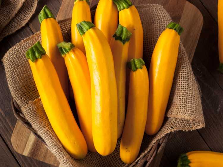 You are currently viewing Plantes de courgettes dorées: comment faire pousser des courgettes dorées dans le jardin