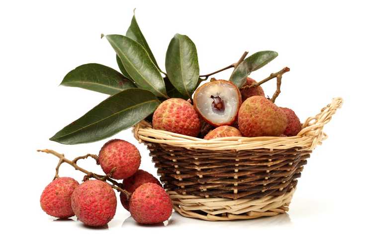 You are currently viewing Comment récolter les litchis – Conseils pour récolter les fruits du litchi