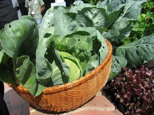 Lire la suite à propos de l’article Conseils de jardinage biologique : Cultiver des potagers biologiques