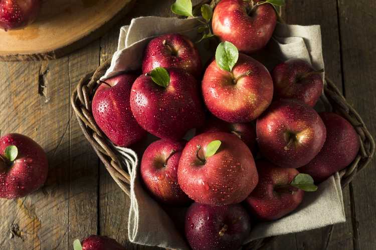 You are currently viewing Informations sur les pommes rouges délicieuses : conseils pour cultiver des pommes rouges délicieuses