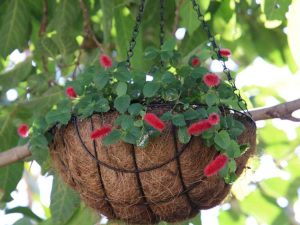 Lire la suite à propos de l’article Paniers suspendus à l’extérieur : des endroits intéressants pour accrocher des plantes