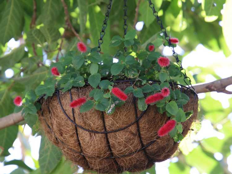 You are currently viewing Paniers suspendus à l’extérieur : des endroits intéressants pour accrocher des plantes