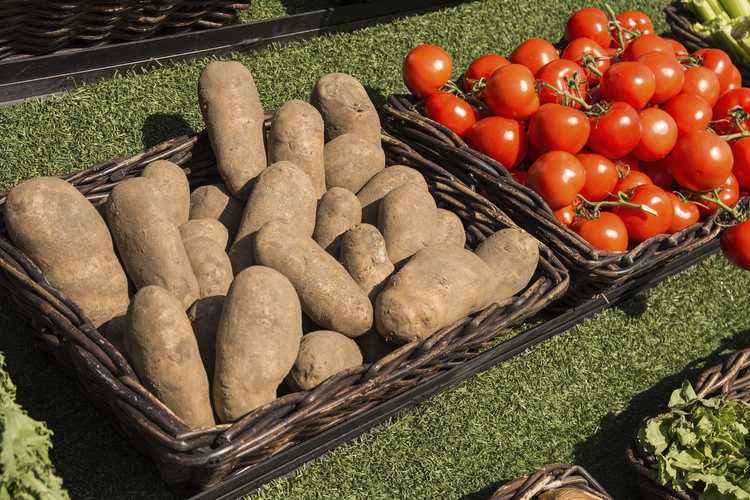 You are currently viewing Cultiver des tomates avec des pommes de terre : pouvez-vous planter des tomates avec des pommes de terre