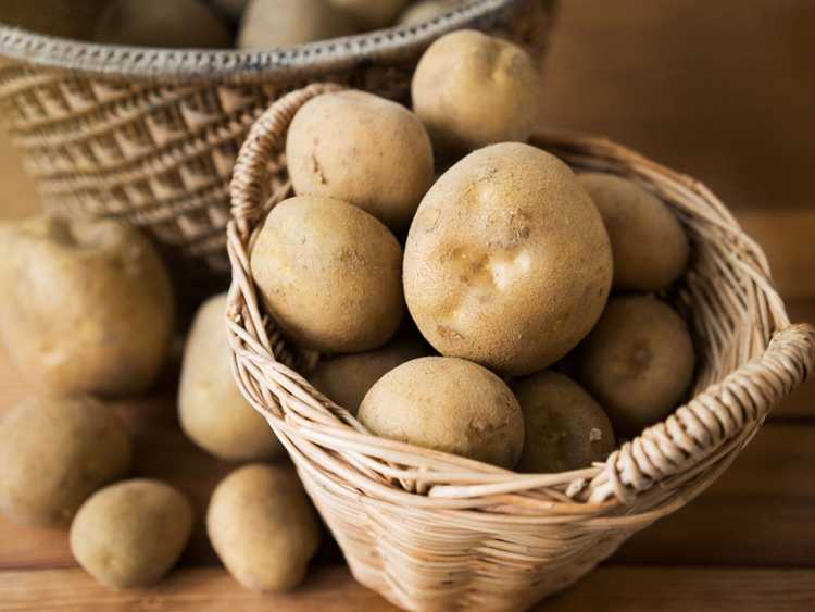 Lire la suite à propos de l’article Conservation des pommes de terre après la récolte : comment conserver les pommes de terre du jardin