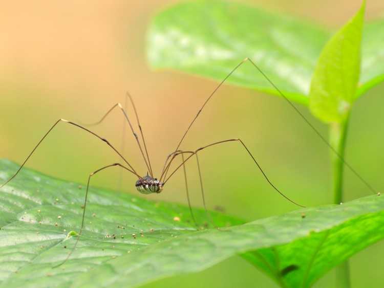 Lire la suite à propos de l’article Démystifier les mythes sur Daddy Longlegs