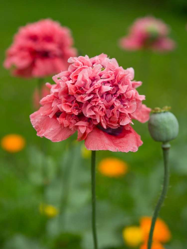 You are currently viewing Informations sur le double coquelicot : En savoir plus sur la culture de coquelicots à double floraison