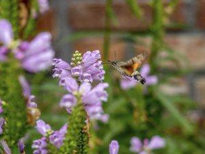 Lire la suite à propos de l’article Fleurs qui attirent les mites : conseils pour attirer les mites dans votre jardin