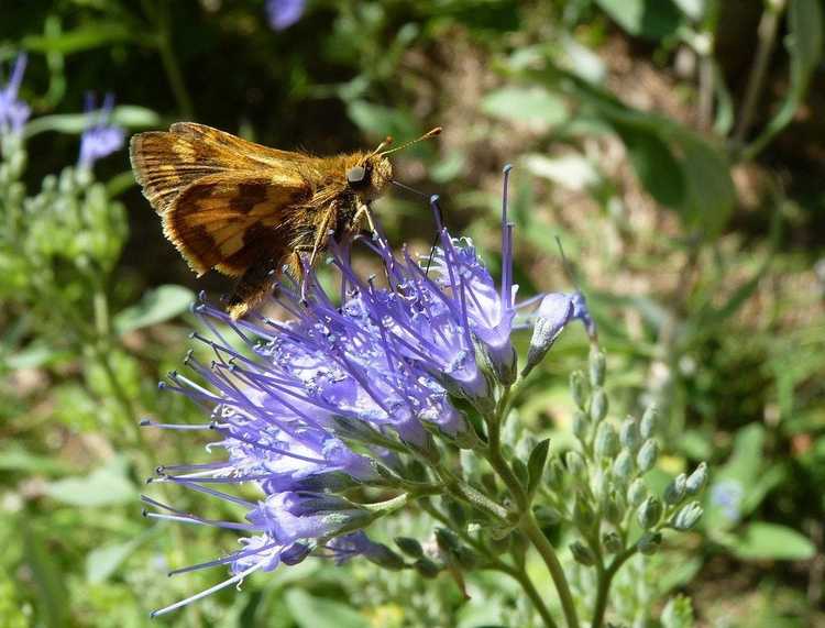 You are currently viewing Arbuste Caryopteris Blue Mist: Comment faire pousser un arbuste Blue Mist