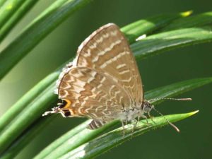 Lire la suite à propos de l’article Papillons qui mangent des cycadales : découvrez les dommages causés par le papillon bleu cycas