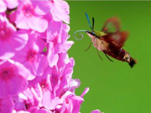 Lire la suite à propos de l’article Faits sur les papillons colibris : Comment attirer les papillons colibris dans les jardins