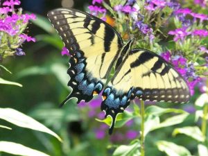 Lire la suite à propos de l’article Démarrer un jardin de pollinisateurs