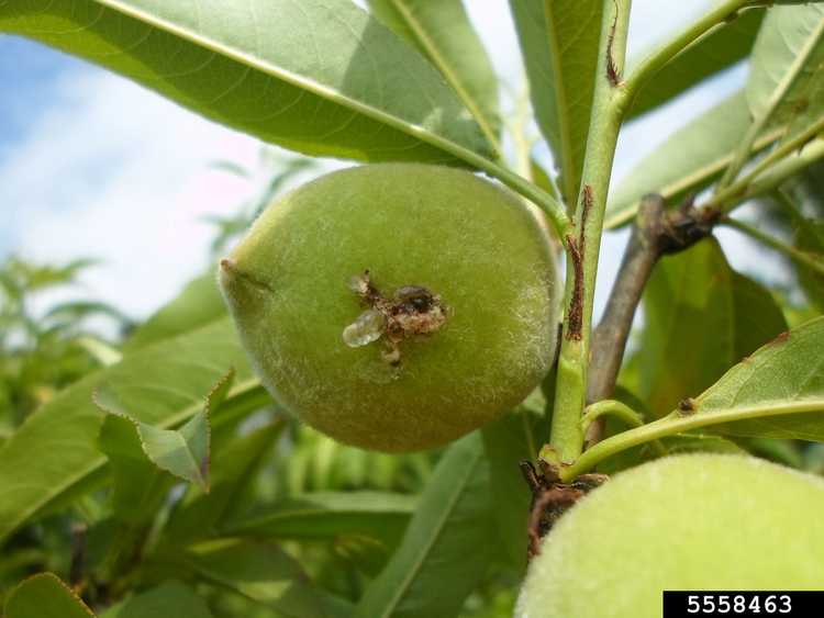 Lire la suite à propos de l’article Papillon des fruits dans les pêches – Comment tuer la tordeuse orientale des fruits sur les pêches