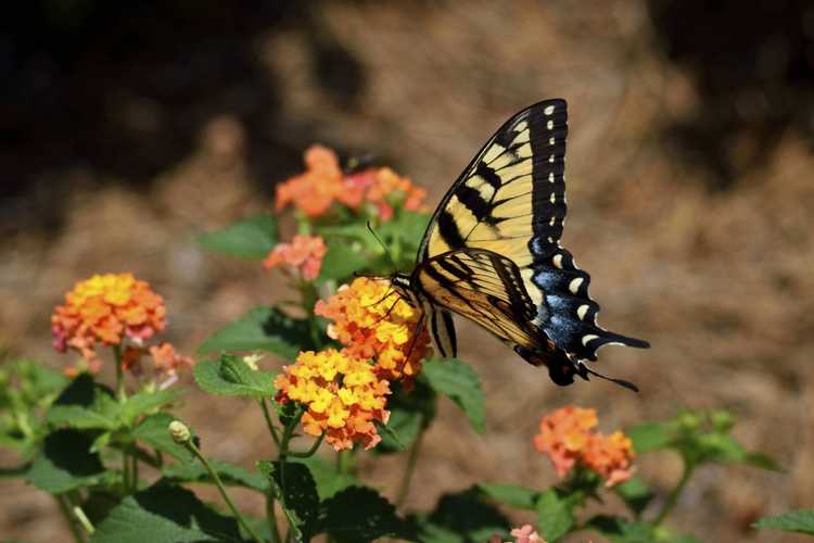 You are currently viewing Plante Lantana et papillons : Lantana attire-t-elle les papillons