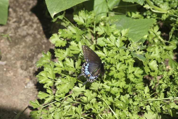 You are currently viewing Utiliser le persil pour les papillons : comment attirer les papillons machaons noirs