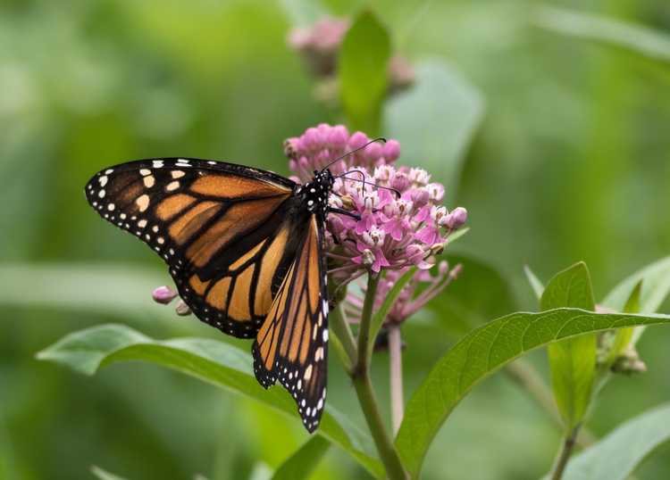 You are currently viewing Variétés de plantes d'asclépiade – Cultiver différentes plantes d'asclépiade