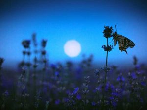 Lire la suite à propos de l’article Un jardin la nuit : idées pour un jardin lunaire