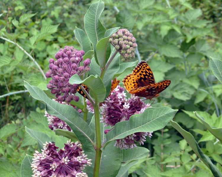 You are currently viewing Pas de fleurs sur l'asclépiade – Raisons pour lesquelles l'asclépiade ne fleurit pas