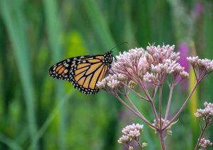 Lire la suite à propos de l’article Planter des asclépiades en pot : comment faire pousser de l'asclépiade dans des conteneurs