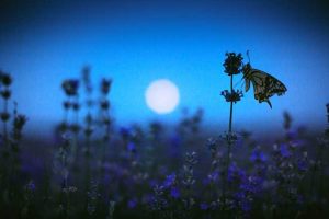 Lire la suite à propos de l’article Conception de jardin lunaire : apprenez à planter un jardin lunaire