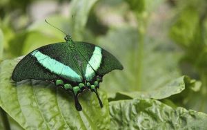 Lire la suite à propos de l’article Liste pour une chasse au trésor dans la nature dans le jardin