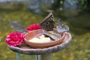 Lire la suite à propos de l’article Alimentation du jardin des papillons : comment nourrir et arroser les papillons dans les jardins