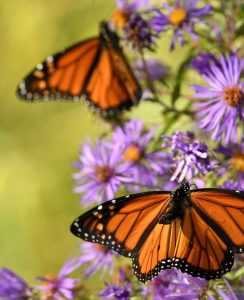 Lire la suite à propos de l’article Papillons monarques – La super génération et comment aider leur migration automnale
