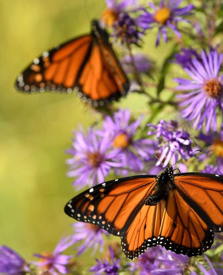 You are currently viewing Papillons monarques – La super génération et comment aider leur migration automnale