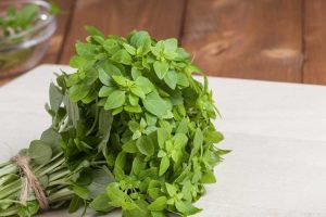 Lire la suite à propos de l’article Qu'est-ce que le basilic grec : comment prendre soin des plantes aromatiques du basilic grec