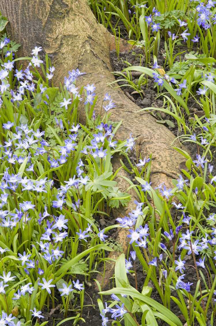 Lire la suite à propos de l’article Jardiner autour des racines des arbres : comment planter des fleurs dans un sol avec des racines d'arbres