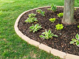 Lire la suite à propos de l’article Comment jardiner sous un arbre : types de fleurs à planter sous les arbres