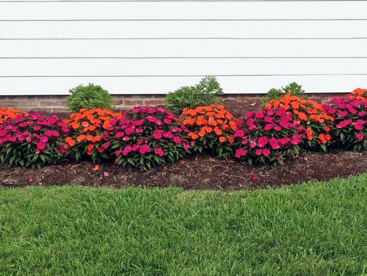 You are currently viewing Herbe poussant dans un parterre de fleurs : comment tuer l'herbe dans un parterre de fleurs