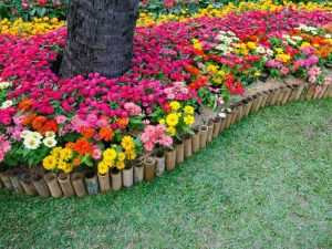 Lire la suite à propos de l’article Fleurs pour temps chaud – Belles fleurs tolérantes à la chaleur pour la couleur