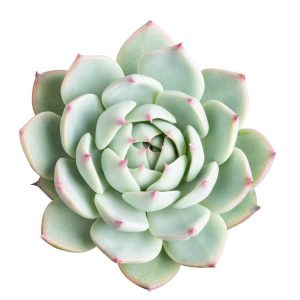 Lire la suite à propos de l’article Echeveria Parva Care – Cultiver des plantes succulentes d'Echeveria Parva