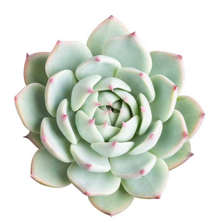 Lire la suite à propos de l’article Echeveria Parva Care – Cultiver des plantes succulentes d'Echeveria Parva