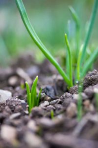 Lire la suite à propos de l’article Mon crocus ne fleurit pas : raisons pour lesquelles un crocus ne fleurit pas