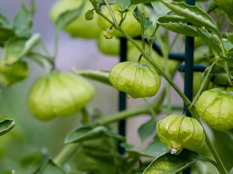 You are currently viewing Cosses de tomates vides – Pourquoi n'y a-t-il pas de fruits de tomates dans les cosses