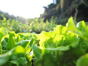 Lire la suite à propos de l’article Problèmes de laitue pommée : que faire sans tête sur les plants de laitue