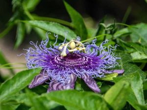 Lire la suite à propos de l’article Contrôle des mauvaises herbes Maypop : conseils pour se débarrasser des passiflores sauvages