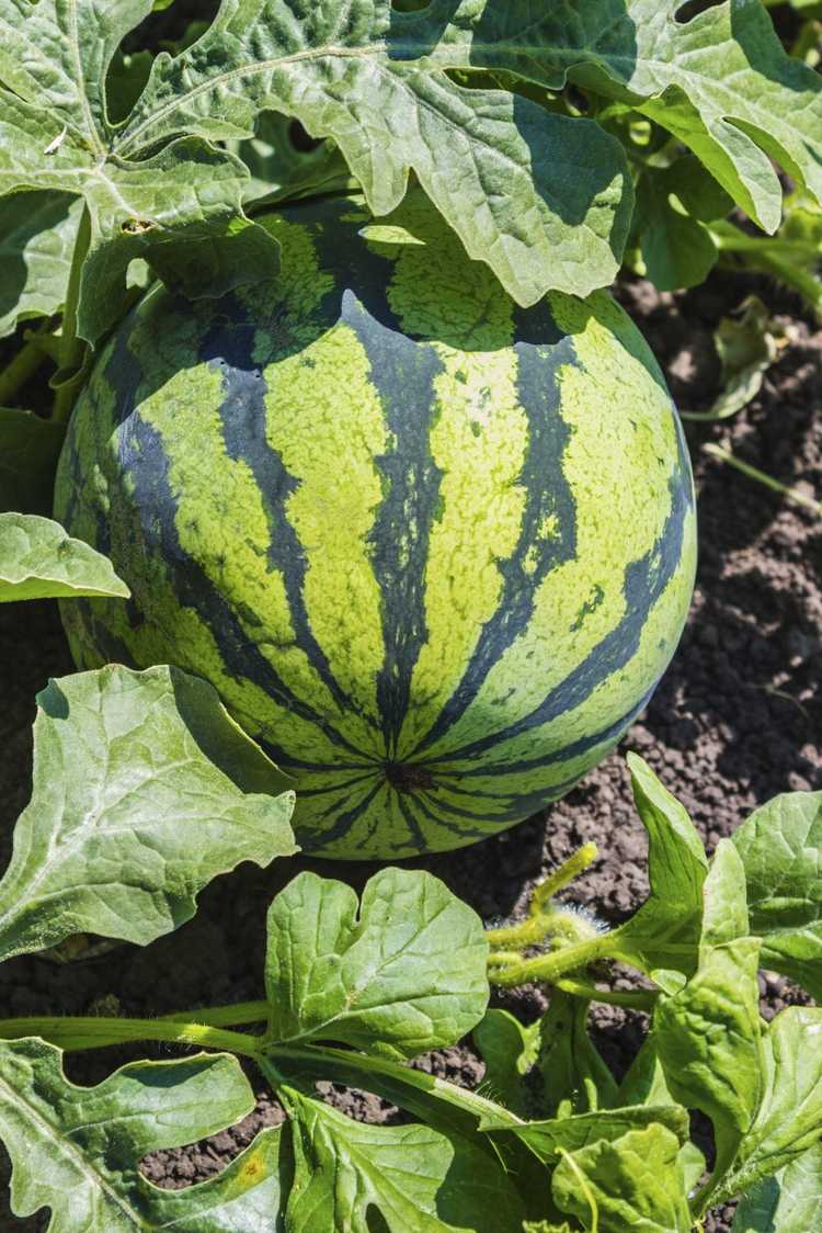 You are currently viewing Fertilisation des pastèques : quels engrais utiliser sur les plantes de pastèque