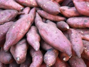 Lire la suite à propos de l’article Pourriture des patates douces après la récolte – Quelles sont les causes de la pourriture des patates douces pendant le stockage