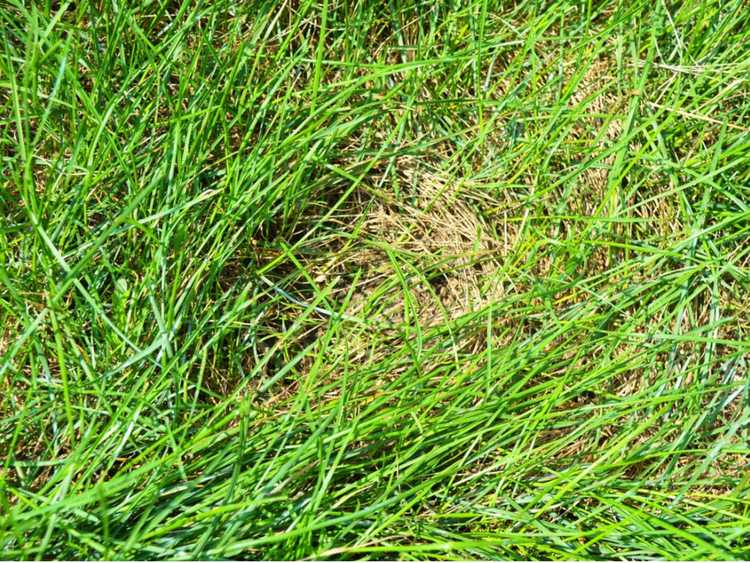 You are currently viewing Chaume dans les pelouses – Se débarrasser du chaume de la pelouse