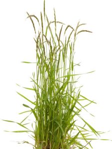 Lire la suite à propos de l’article Qu'est-ce que le pâturin rugueux : le pâturin rugueux est-il une mauvaise herbe