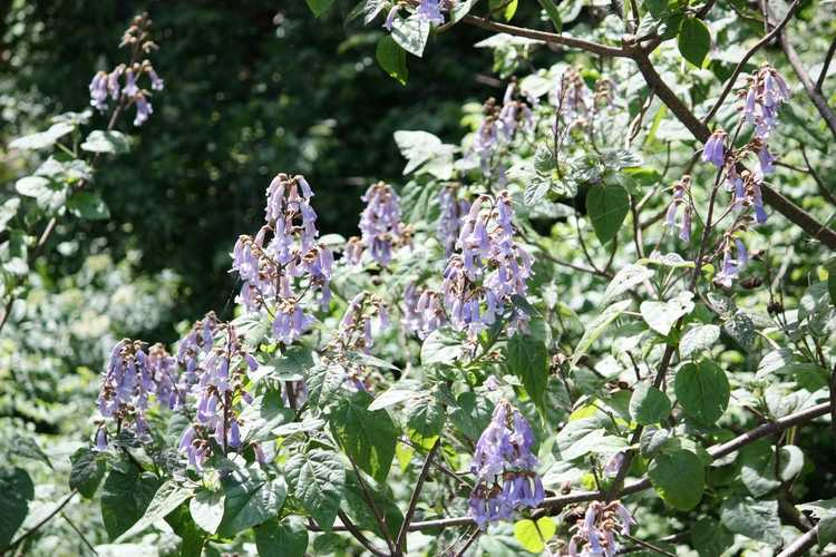 Lire la suite à propos de l’article Taille d'un arbre Empress – En savoir plus sur la taille du Royal Paulownia Empress