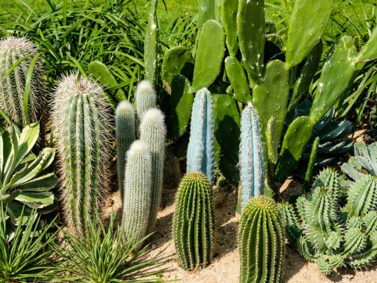 Lire la suite à propos de l’article Aménagement paysager de cactus – Types de cactus pour le jardin
